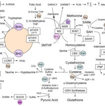 Methylation-Pathways